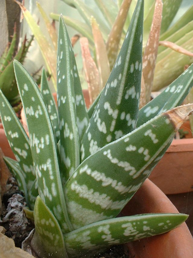Tiger Aloe